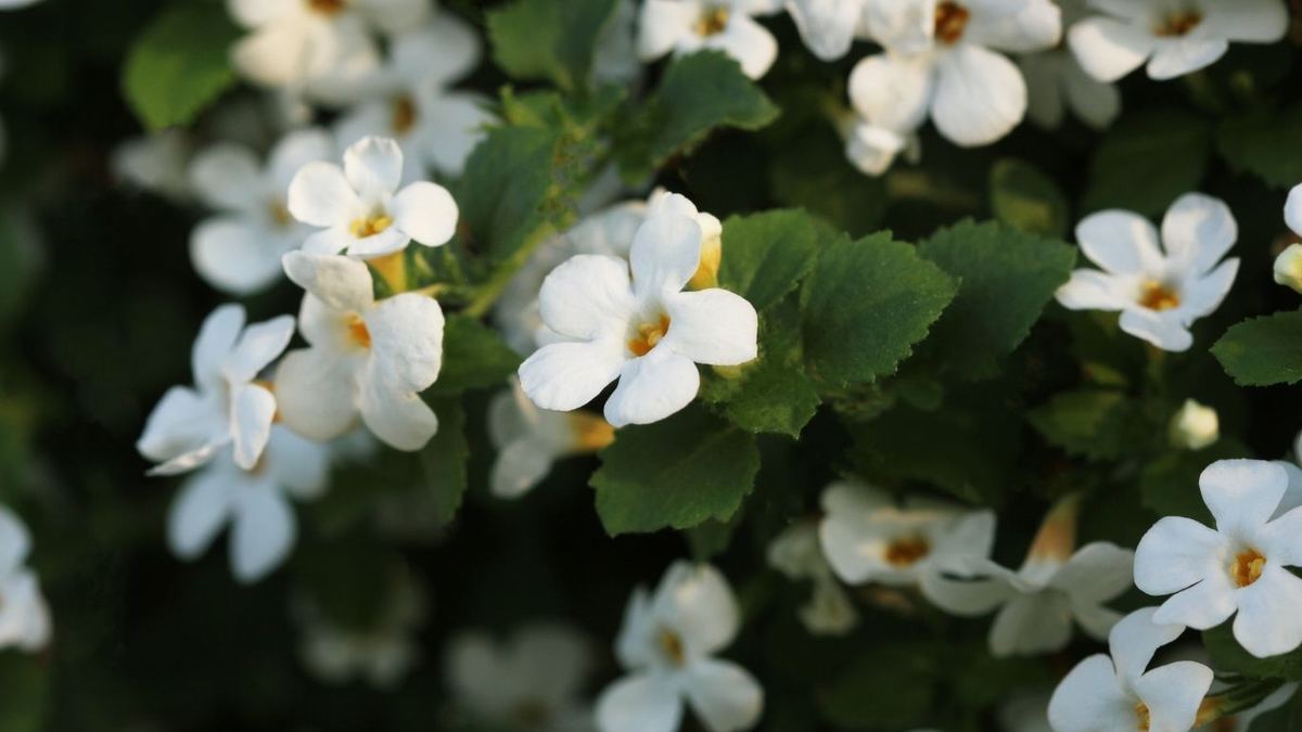 White five-petalled Bacopa monnieri flowers with yellow centres among green serrated leaves in soft natural light