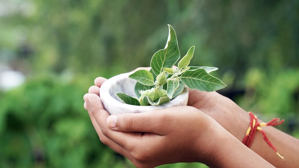 Cupped hands holding a small white marble mortar filled with fresh green leaves against a blurred green background