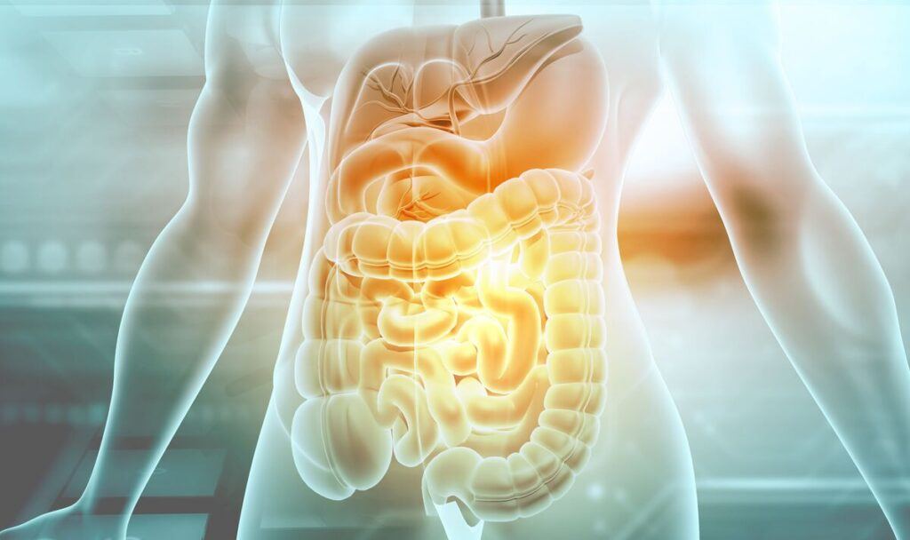 Translucent 3D illustration of a human torso with the digestive system, including liver, stomach and intestines, highlighted in orange and yellow