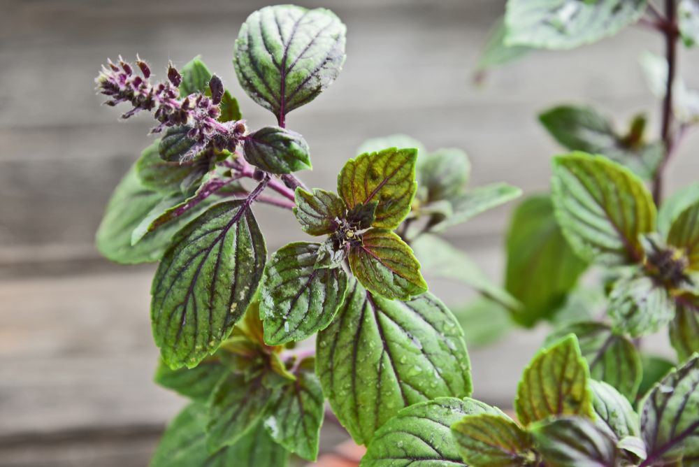 Purple-veined green holy basil leaves with a budding flower spike, glistening with water droplets