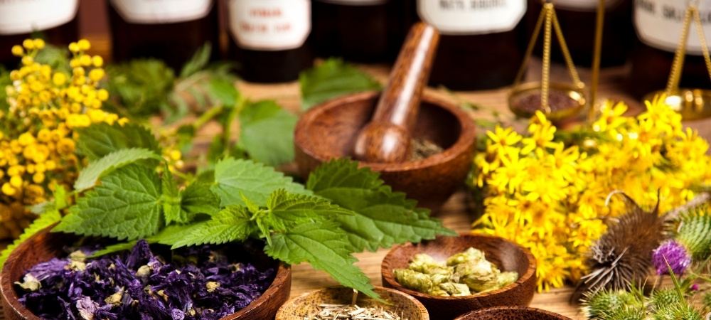 Fresh nettle leaves, yellow flowers and dried herbs in wooden bowls with a pestle, apothecary bottles behind